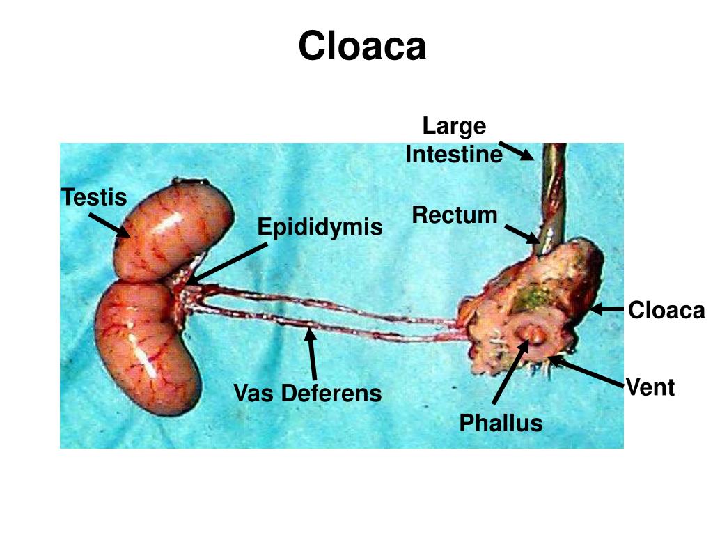 PPT Digestive & Reproductive System PowerPoint Presentation, free