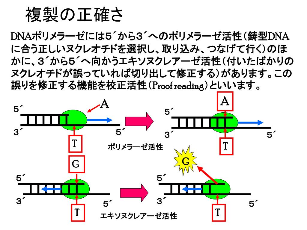 PPT DNA の複製（ replication ） PowerPoint Presentation, free