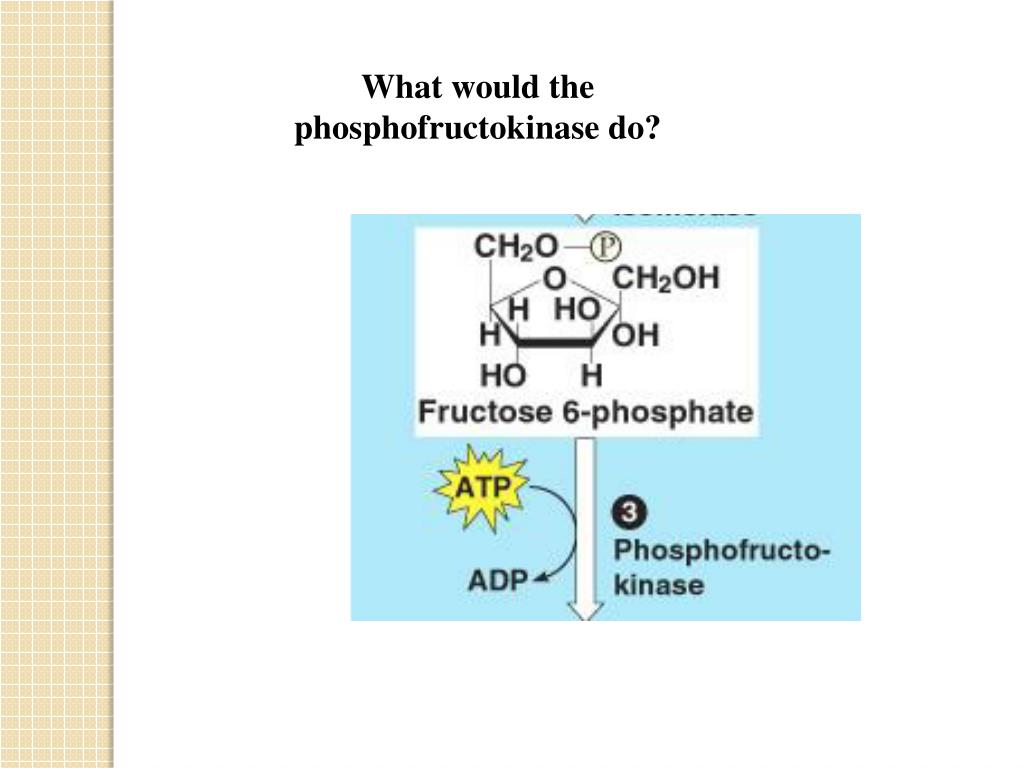 PPT Cellular Respiration Harvesting Chemical Energy PowerPoint