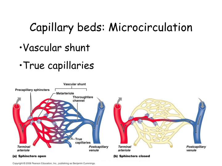 PPT Blood Vessels and Hemodynamics PowerPoint Presentation ID1293906