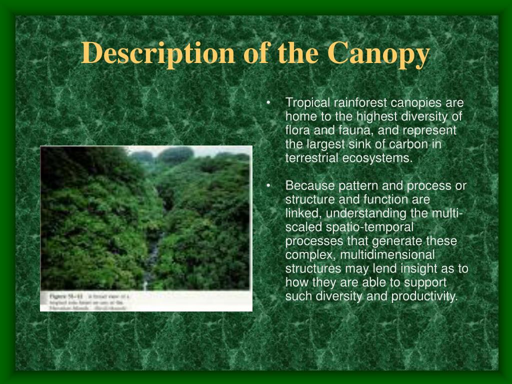 Canopy Meaning