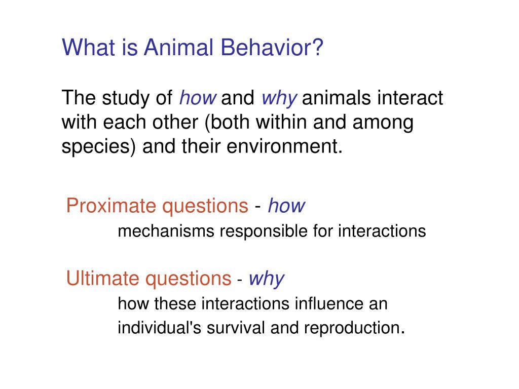 PPT Animal Behavior IB 429 ANSC 466 ANTH 442 Pick up a syllabus if