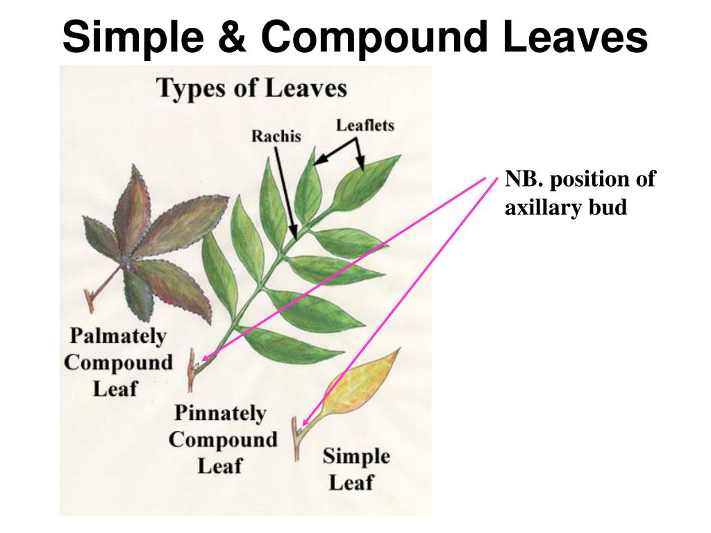 PPT Lovely, Lovely Leaves PowerPoint Presentation, free download ID