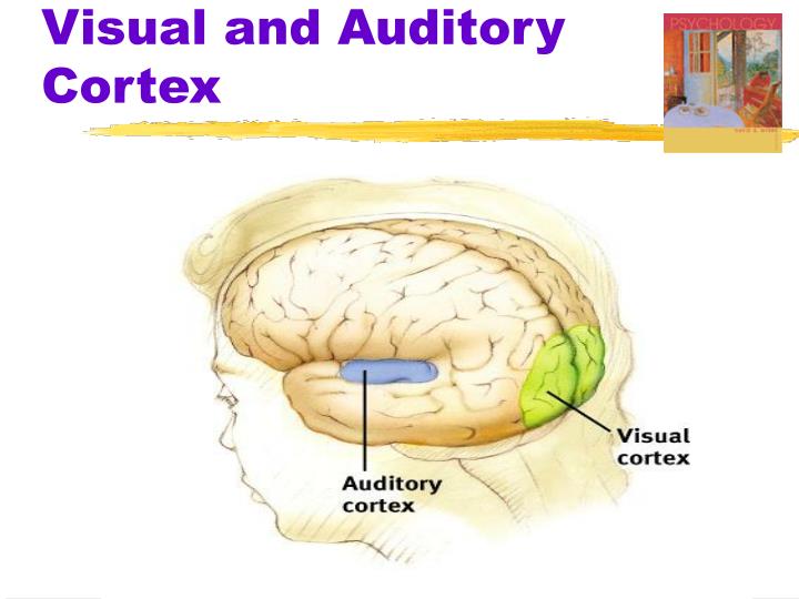 PPT Myers’ PSYCHOLOGY PowerPoint Presentation ID1314253