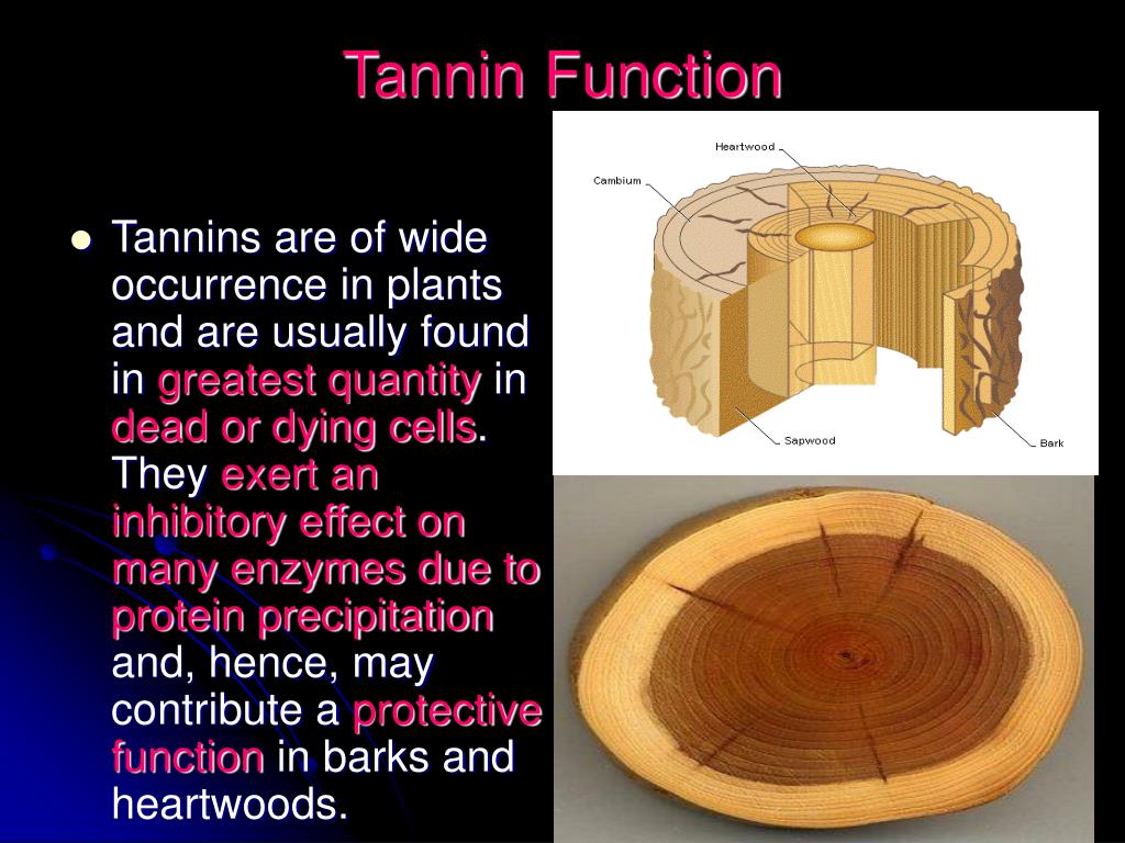PPT TANNINS PowerPoint Presentation, free download ID1315931
