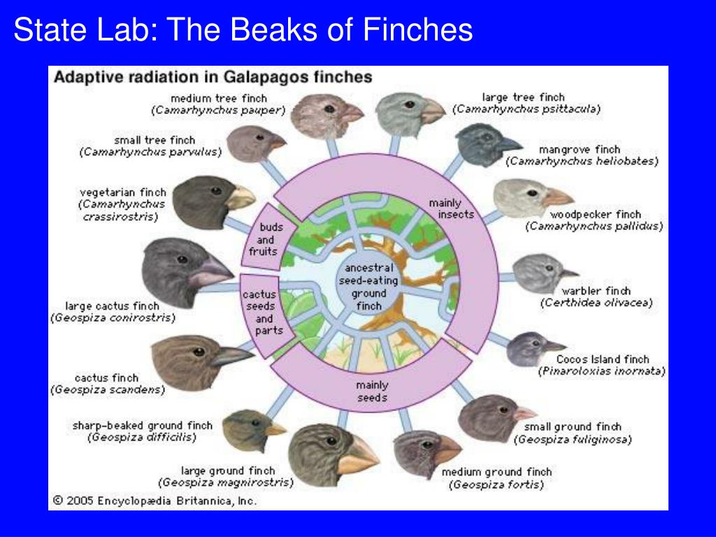 PPT - State Lab: The Beaks of Finches (page 117) PowerPoint