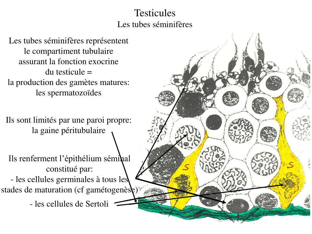 PPT L’appareil génital masculin PowerPoint Presentation, free