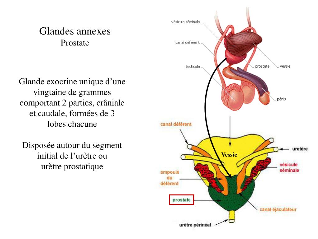 PPT L’appareil génital masculin PowerPoint Presentation, free