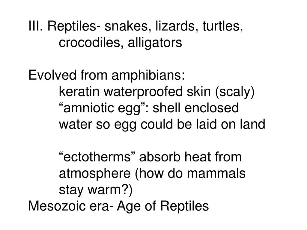 PPT Evolution of animals Heterotrophs obtain their food from the