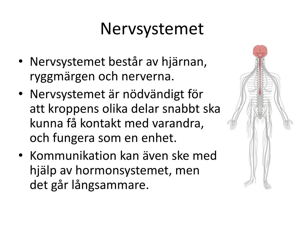 PPT Nervsystemet PowerPoint Presentation, free download ID1319484