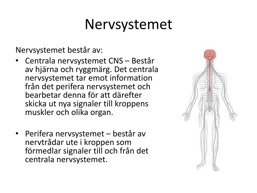 PPT Nervsystemet PowerPoint Presentation, free download ID1319484