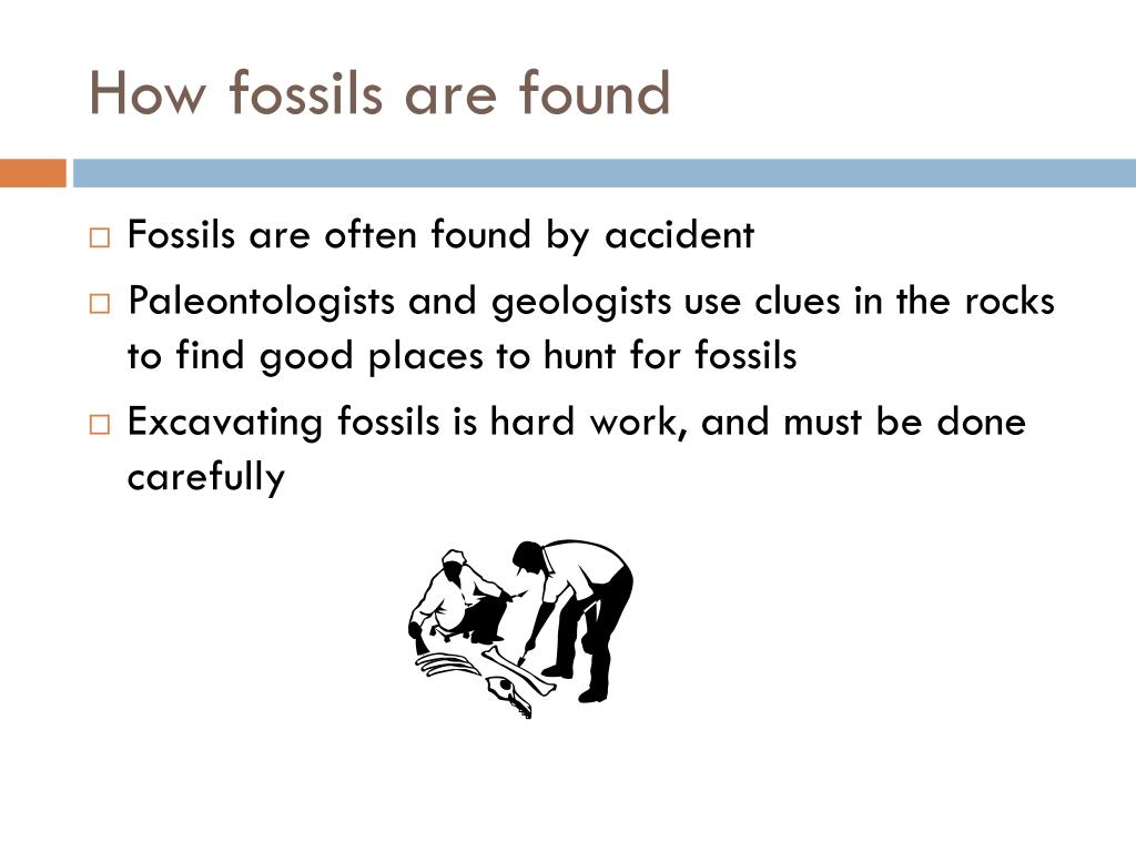 PPT Fossils PowerPoint Presentation, free download ID1320176