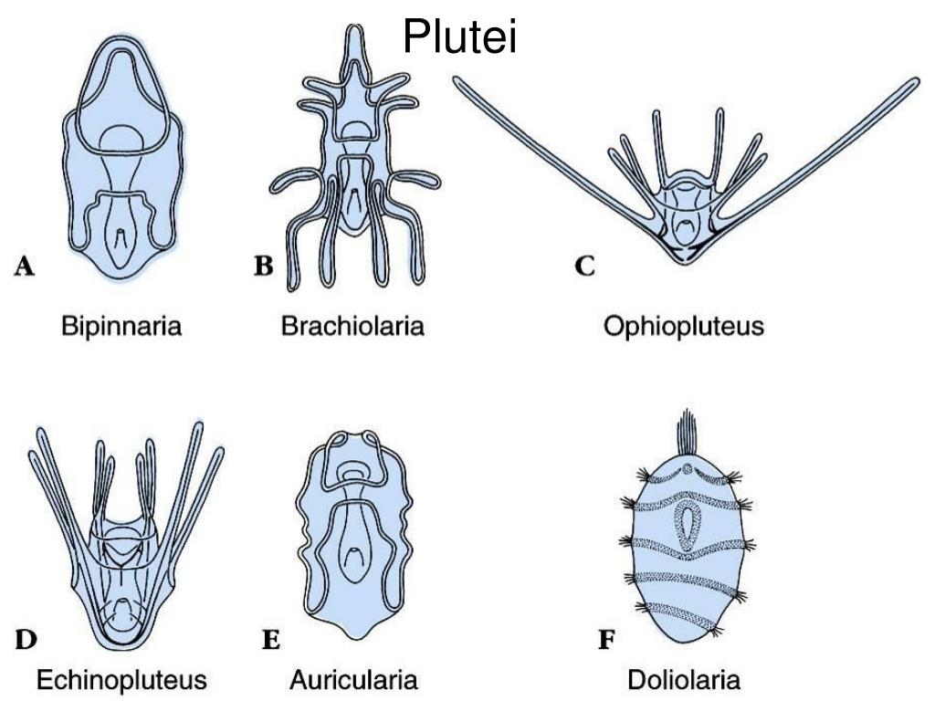 PPT Phylum Echinodermata PowerPoint Presentation, free download ID