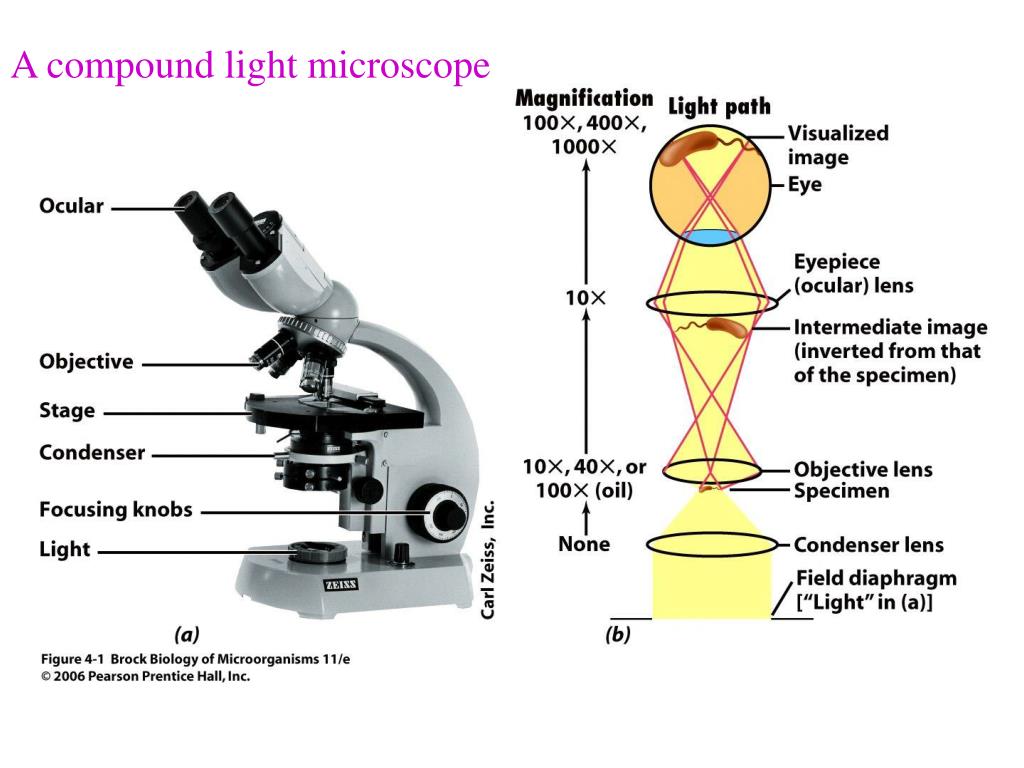 A Compound Light Microscope Has A Resolution Of 02 Mm What Does This