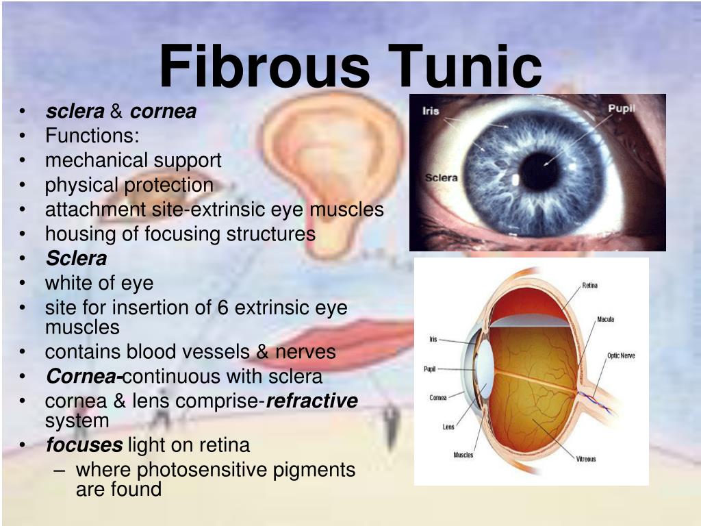 PPT SPECIAL SENSES PowerPoint Presentation, free download ID1330715