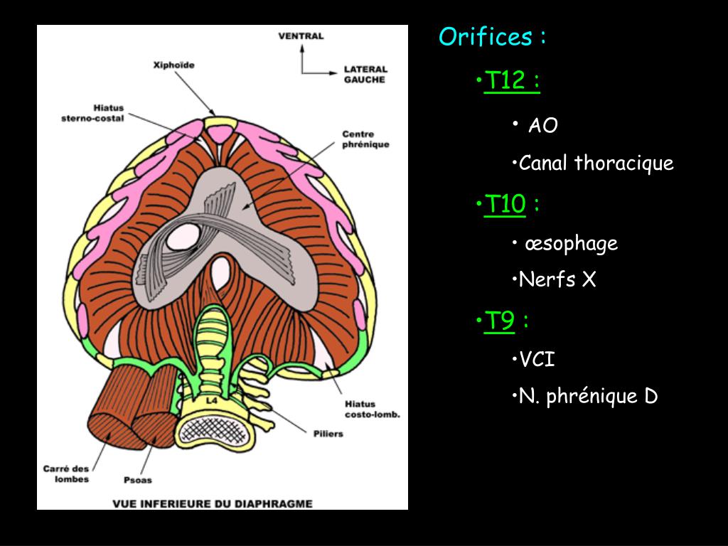 PPT PATHOLOGIE DU DIAPHRAGME PowerPoint Presentation, free download