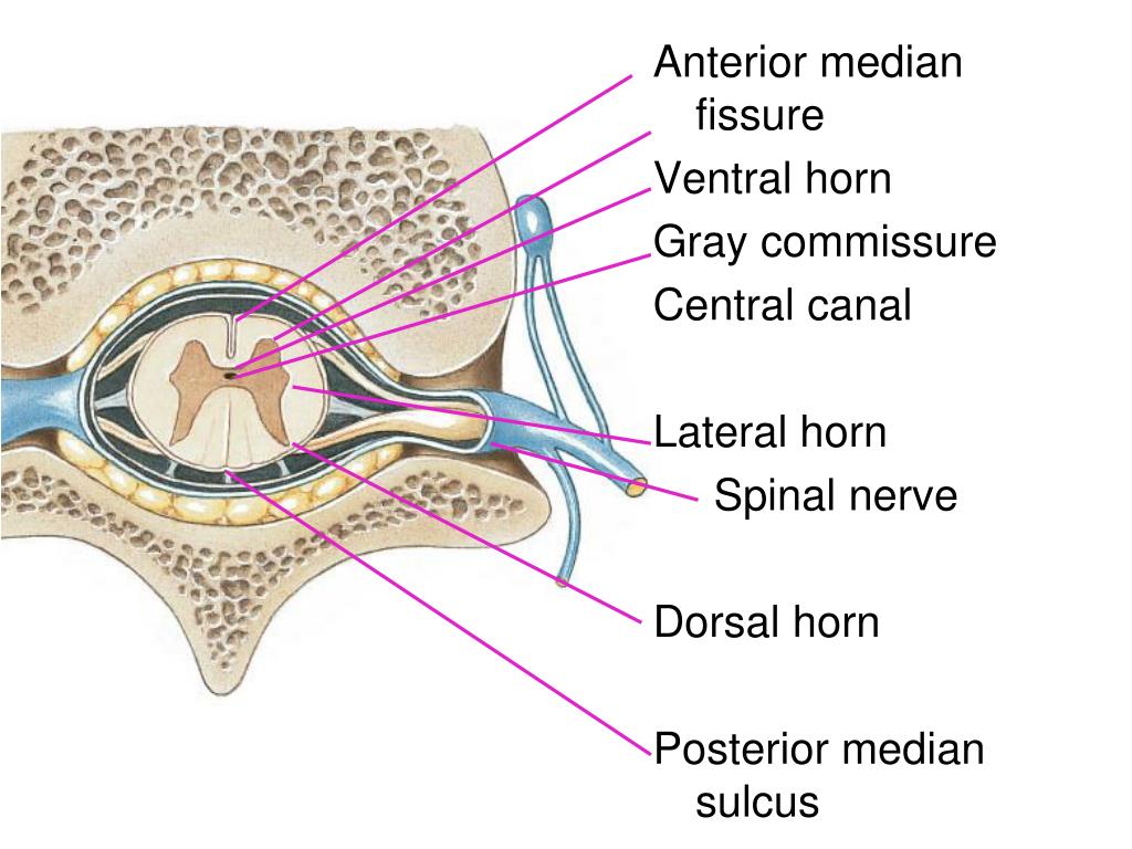 PPT Lecture 14 PowerPoint Presentation, free download ID1344515