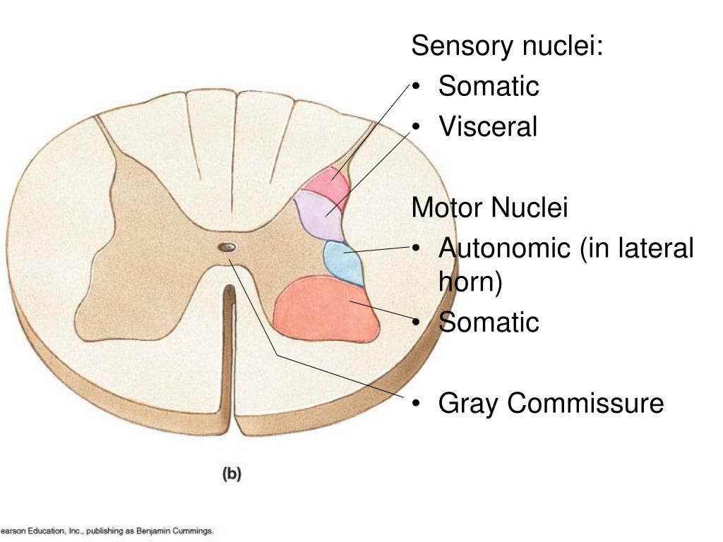 PPT Lecture 14 PowerPoint Presentation, free download ID1344515