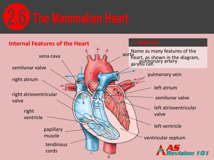 PPT The Mammalian Heart PowerPoint Presentation ID1345296