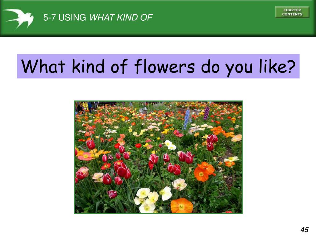 PPT 51 Yes/no questions and short answers 52 Yes/no questions and