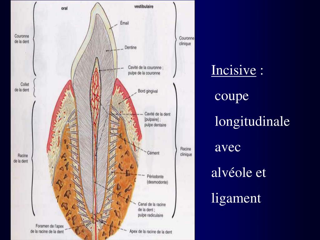 PPT PATHOLOGIES BUCCO DENTAIRES PowerPoint Presentation