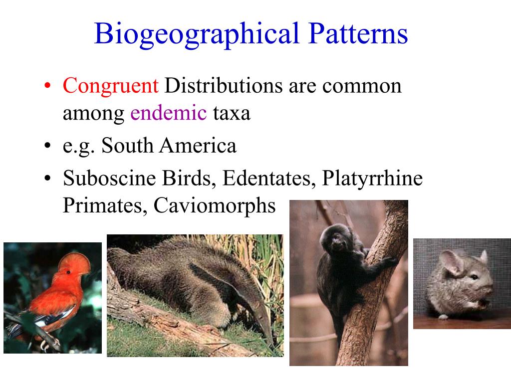 PPT Lecture 16 Biogeography PowerPoint Presentation, free download