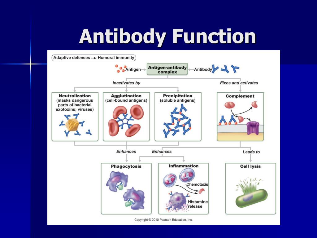 PPT IMMUNE SYSTEM PowerPoint Presentation, free download ID1352826