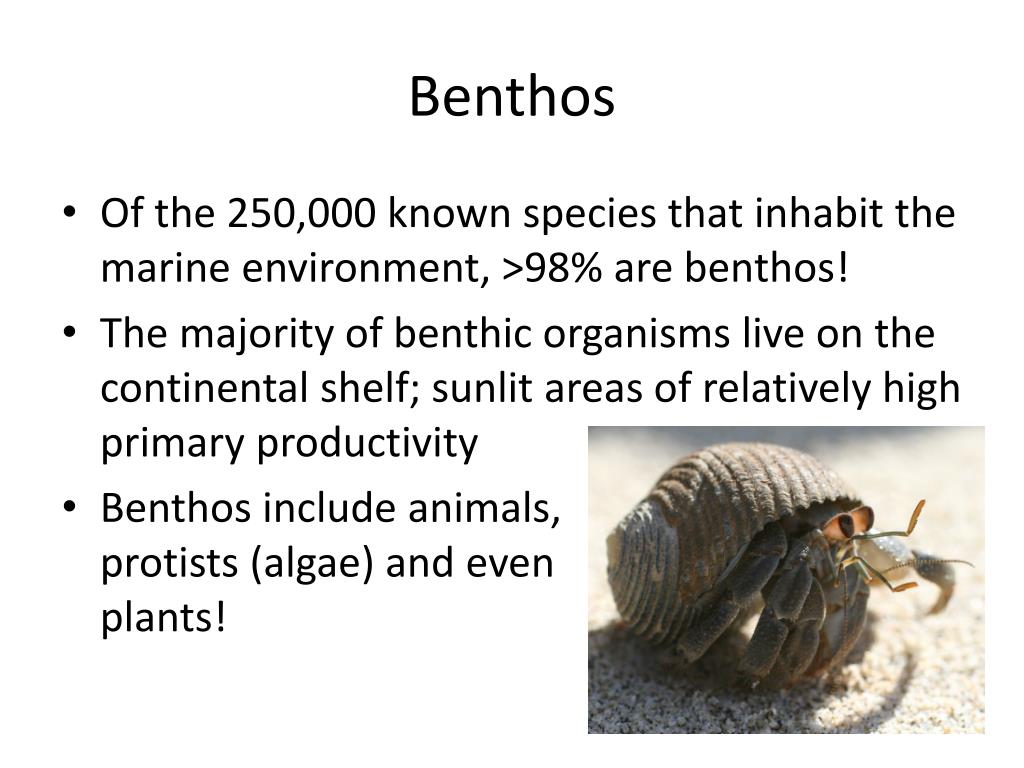 PPT Benthos PowerPoint Presentation, free download ID1353003