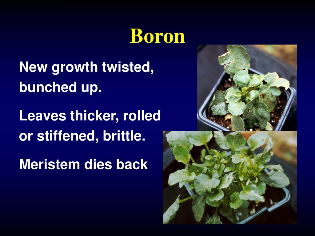 PPT Using The Plant Disorder Diagnostic Key PowerPoint Presentation