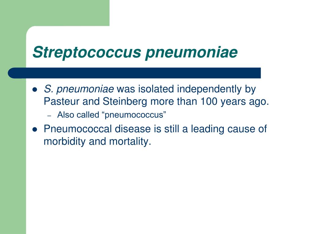 PPT Streptococcus pneumoniae PowerPoint Presentation, free download