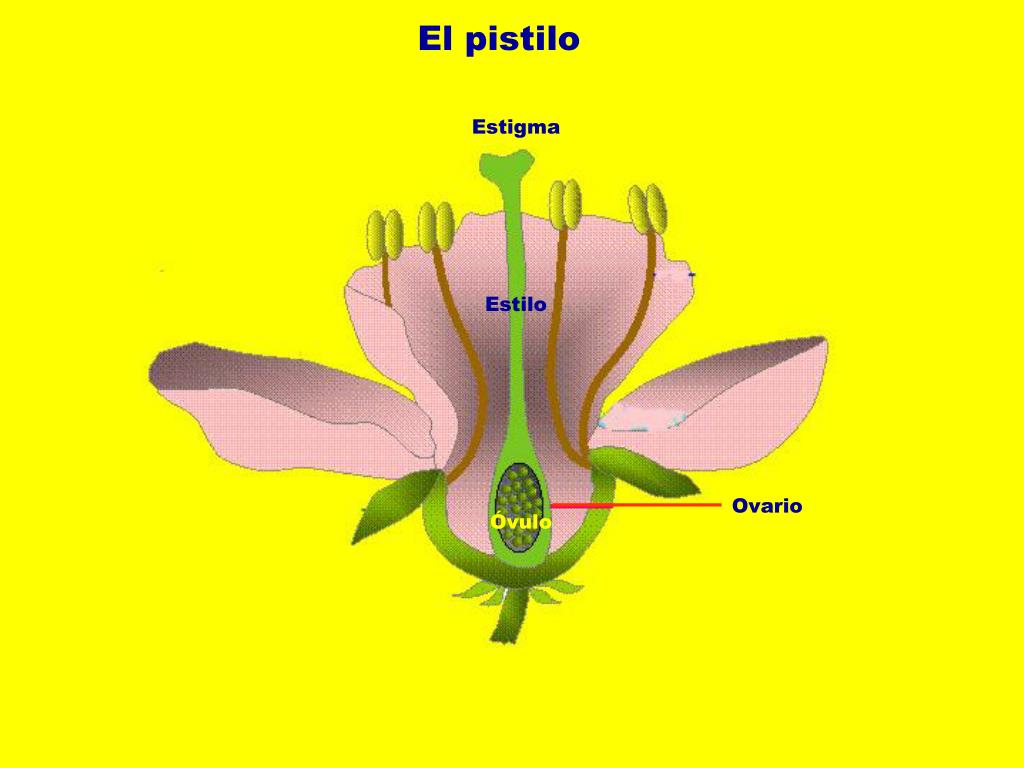 PPT LAS PLANTAS PowerPoint Presentation, free download ID1357342