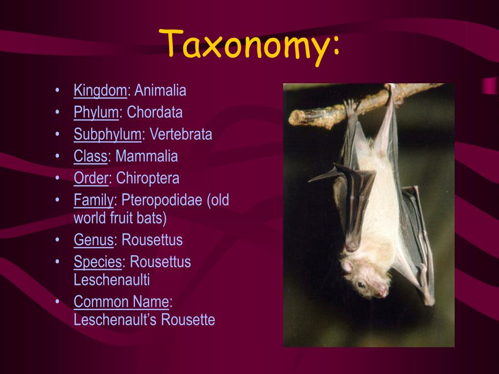 PPT Wing Morphology and Flight Performance in Rousettus Leschenaulti