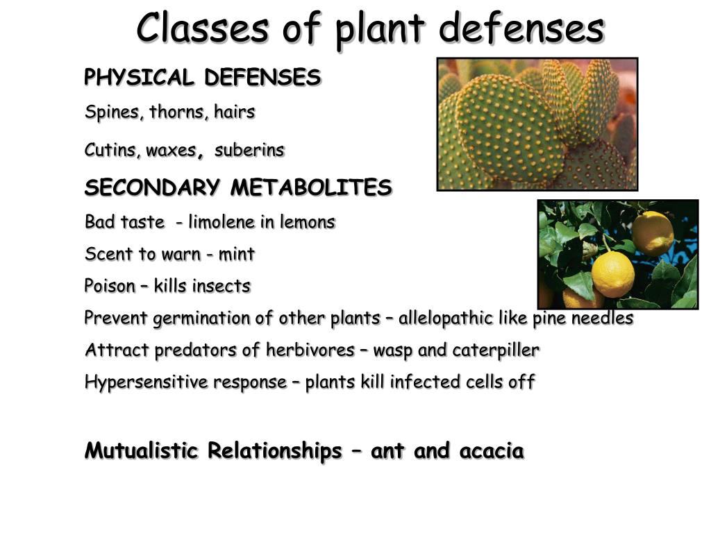 PPT Plant Defenses 1 First line of defense Plant perimeter
