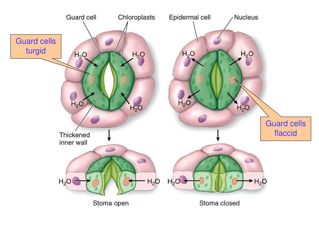 PPT Water Relationships PowerPoint Presentation, free download ID