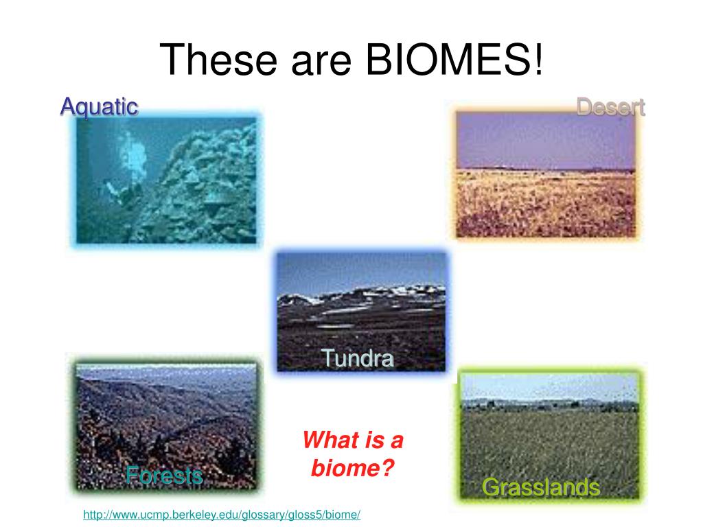 PPT BIOMES How do climate and latitude effect a biome? PowerPoint