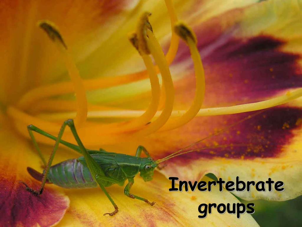 PPT Introduction to animals PowerPoint Presentation, free download ID1362651