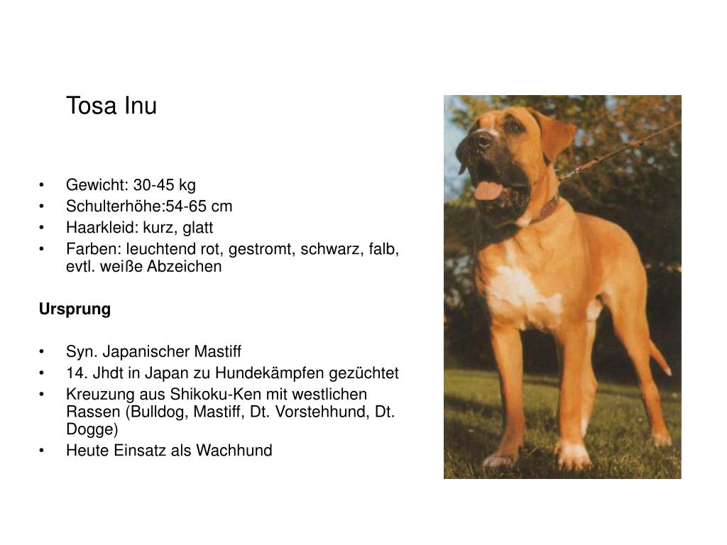 PPT Gibt es einen Kampfhund? PowerPoint Presentation, free download