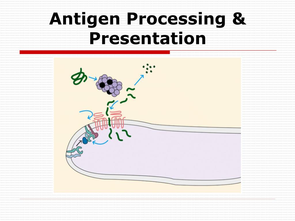 PPT The MAJOR COMPLEX & ANTIGEN PRESENTATION