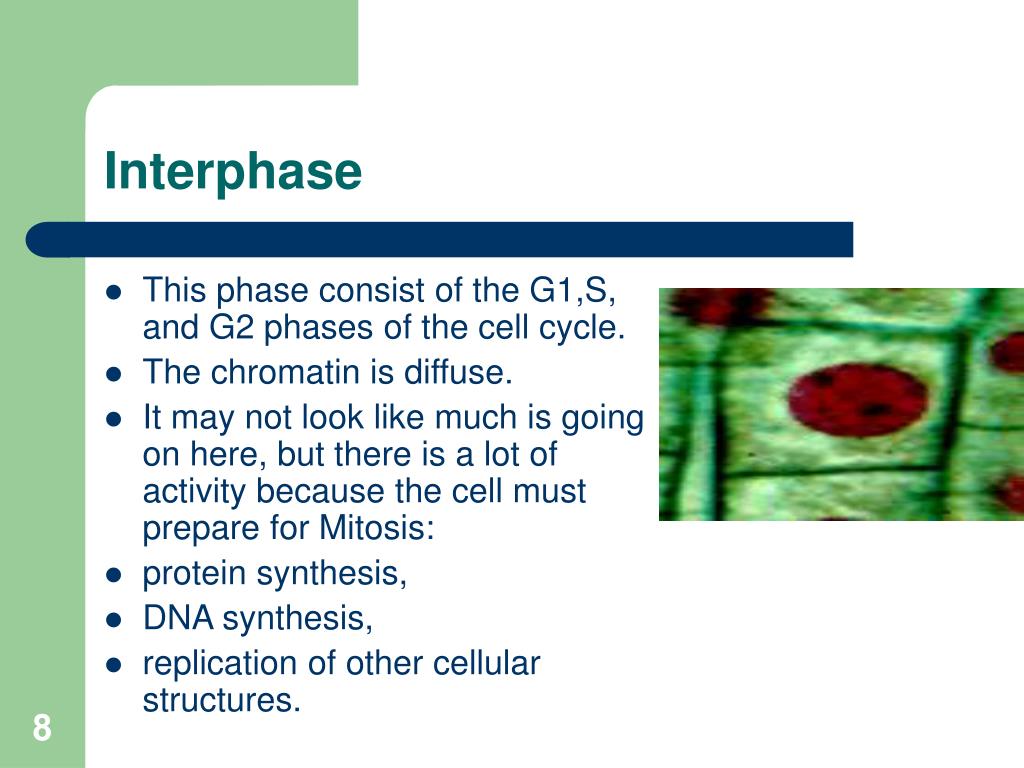 PPT Mitotic Cell Division PowerPoint Presentation, free download ID
