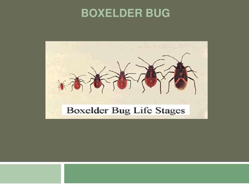 PPT Complete & metamorphosis (Life cycles) PowerPoint