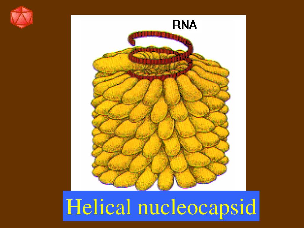 PPT Viruses PowerPoint Presentation, free download ID1364399