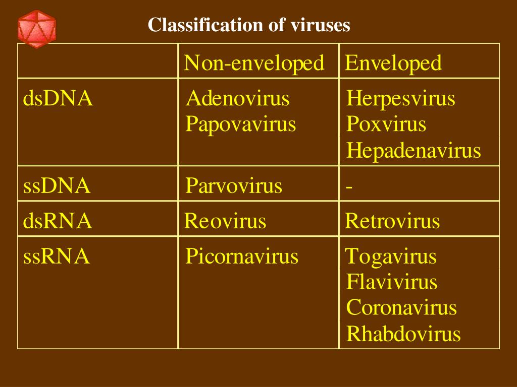 PPT Viruses PowerPoint Presentation, free download ID1364399