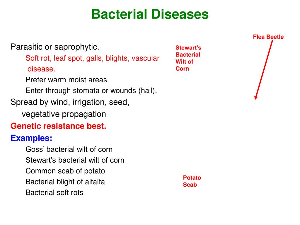 PPT Crop Pathogens and Disease (Chapter 10 p.310321, 331332