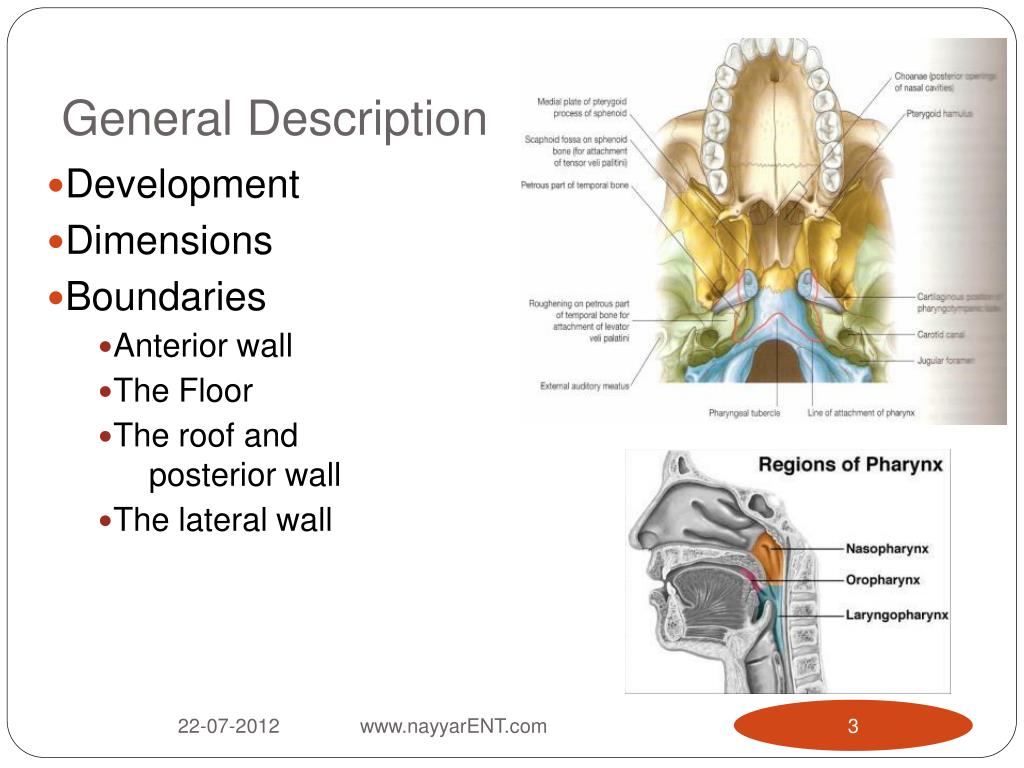 PPT SURGICAL ANATOMY OF THE NASOPHARYNX PowerPoint