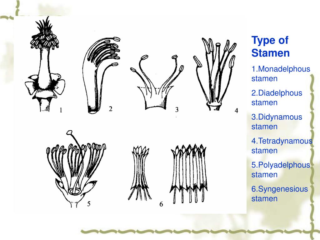 PPT Section Four the Flower PowerPoint Presentation, free download