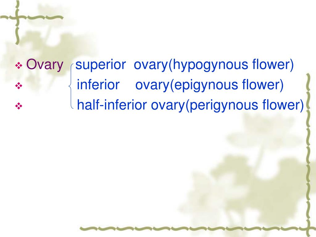 PPT Section Four the Flower PowerPoint Presentation, free download ID1370175