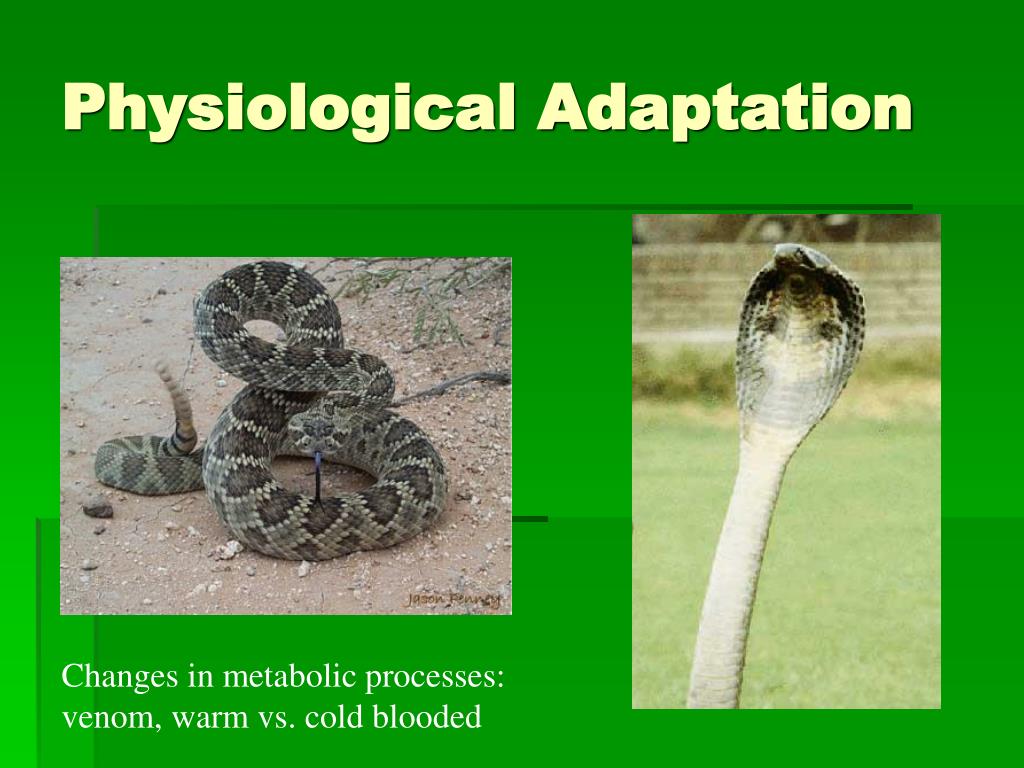 PPT Principles of Evolution PowerPoint Presentation, free download
