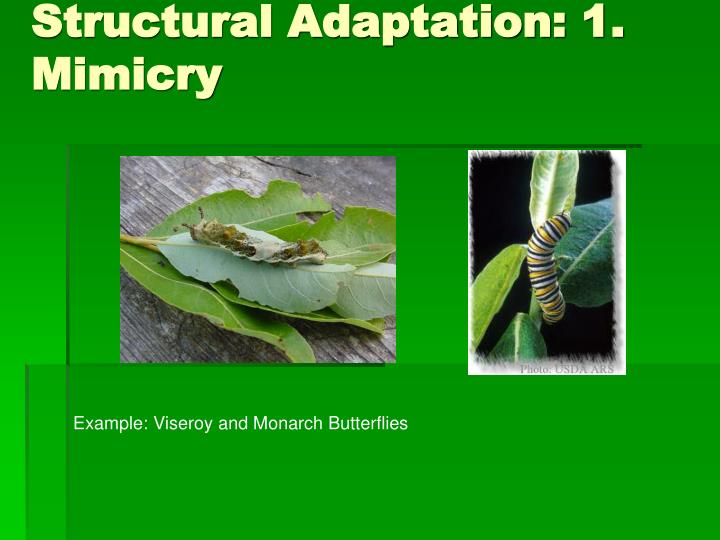 PPT Principles of Evolution PowerPoint Presentation ID1370310