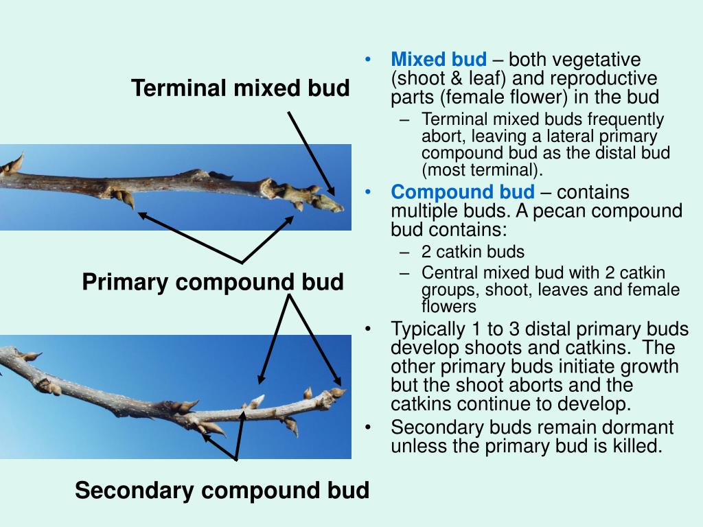 PPT Botany PowerPoint Presentation, free download ID1371142