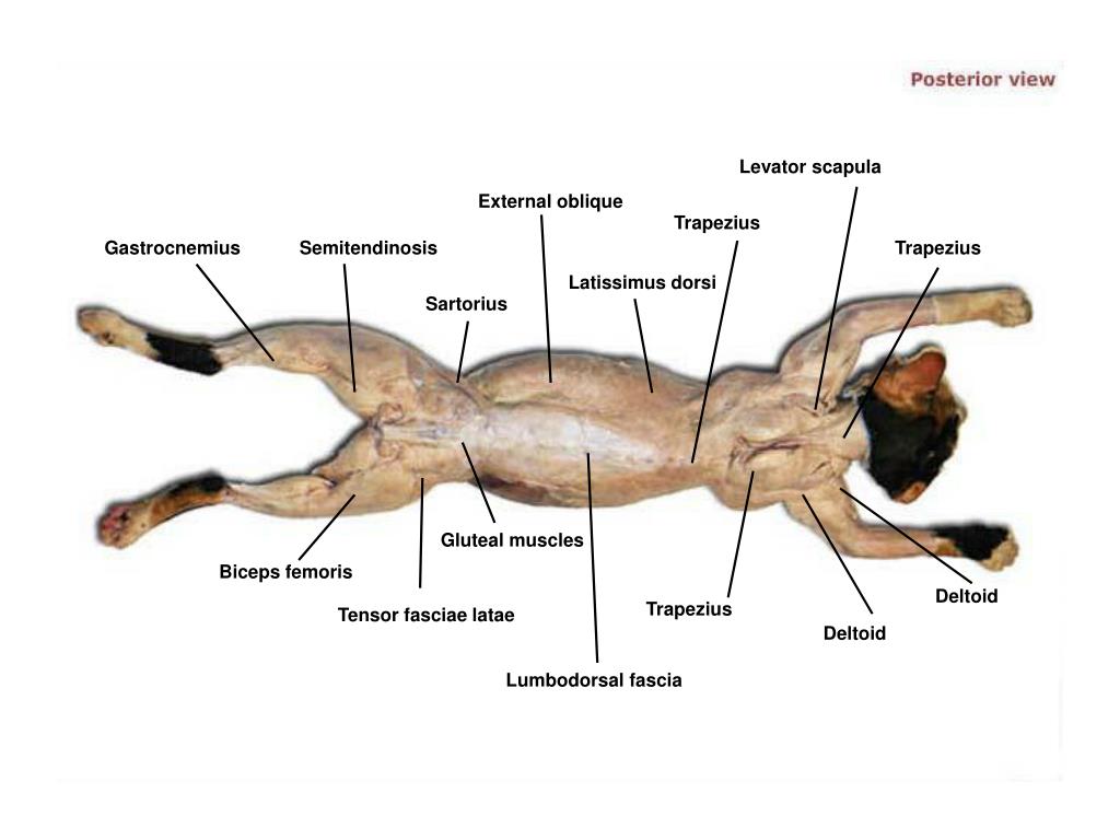 PPT Cat Dissection PowerPoint Presentation, free download ID1371201